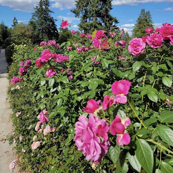 Close up of pink roses at the Washington Park rose garden in Portland, Oregon