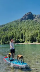 Man paddle boarding with dogs