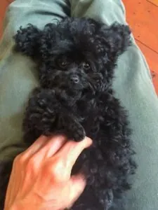 miniature black poodle laying on its back