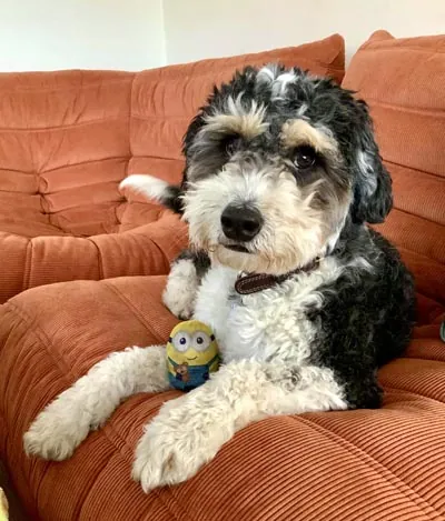 Cooper